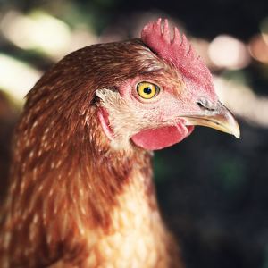 Team Page: Animal Justice Staff